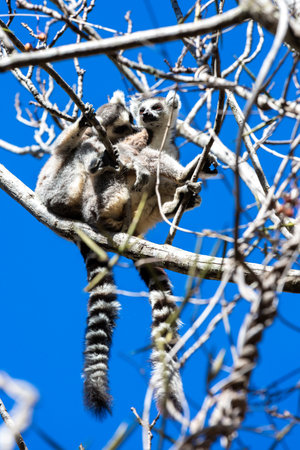 Two ring-tailed lemurs sitting on a tree. Madagascarの写真素材