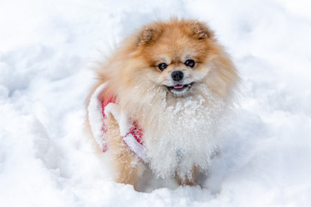 Portrait of a Pomeranian Spitz in the snowの写真素材