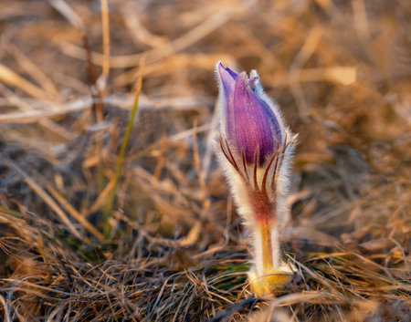 Spring flower dream grass at sunset.の写真素材