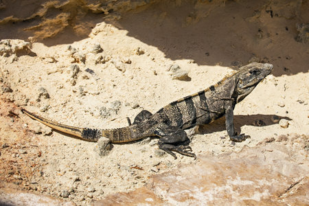 Black iguana on sand stones. Cancun. Mexicoの写真素材