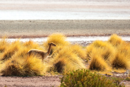 Vicuna on the background of nature. Bolivia. Laguna. Altiplano. Uyuniの写真素材