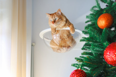 A red-haired cat sits on the cat furniture near the Christmas tree and looks out the windowの写真素材