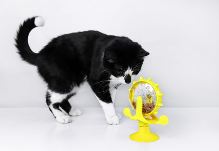 A black and white cat is looking at a yellow toy feeder on a white backgroundの写真素材