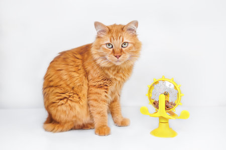 A red cat sits near a yellow toy feeder with dry food on a white backgroundの写真素材