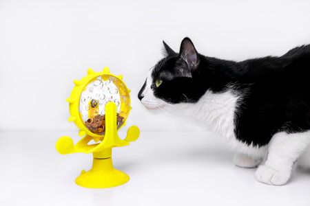 A black and white cat is looking at a yellow toy feeder on a white backgroundの写真素材