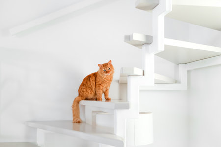 A red cat sits on the white stairs in the apartment. White wall backgroundの写真素材