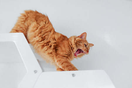 A red cat with a wide open mouthの写真素材