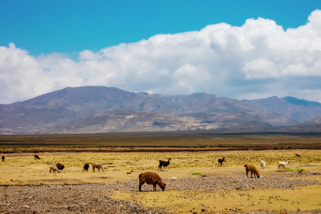 Landscape of Bolivia. Llamas graze on the field.の写真素材