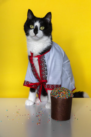 A beautiful black and white cat in an embroidered shirt with an Easter cake on a yellow background. Easter cardの写真素材