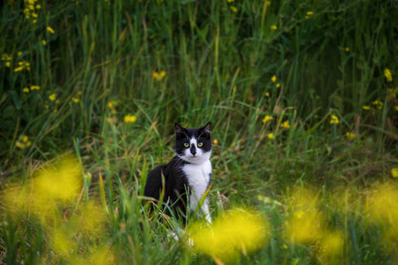A black and white cat sits in green grass with yellow flowersの写真素材