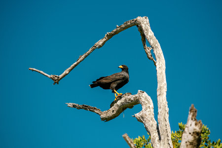 A black crab buzzard bird sits on a dry tree against the sky. Mexicoの写真素材