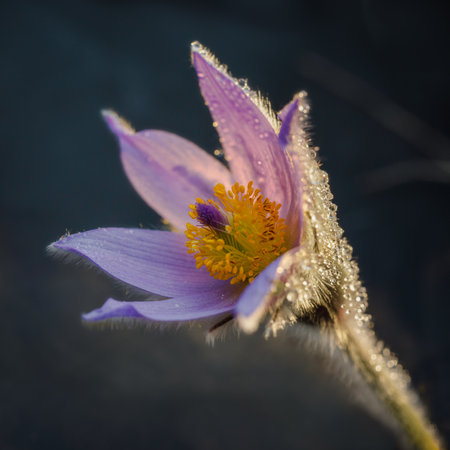 Flower of dream grass (Pulsatilla patens) close-up on a dark backgroundの写真素材