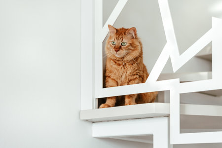 Portrait of a ginger cat on the stairs on a white backgroundの写真素材