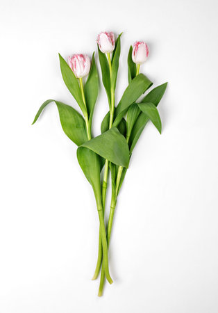 Three white and pink tulips on a white background. Bouquet of flowers. A bouquet of tulipsの写真素材