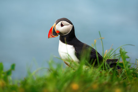 Portrait of puffin bird in green grass on the background of the sea. Icelandの写真素材