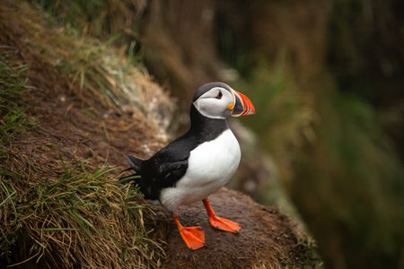 A puffin bird standing on a hill. Icelandの写真素材