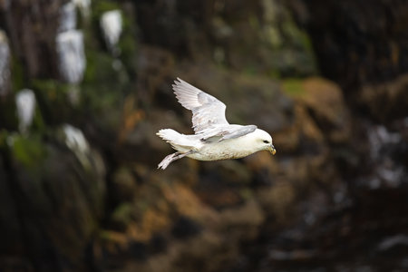 A bird flying over a rocky cliff. Bird diving petrel (Pelecanoididae)の写真素材