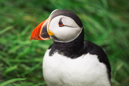 Portrait of puffin bird in background green grass. Close up. Icelandの写真素材