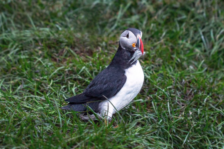 A puffin bird with small fish in its beak stands on green grass. Iceland