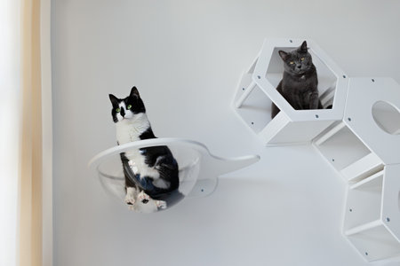 Two cats sit on white wooden cat furniture on a white wall in an apartment