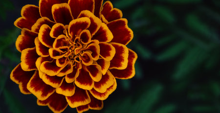 Marigold flower from above on a dark green background. Postcard. Place for textの写真素材