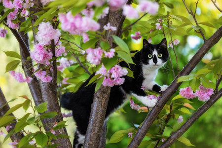 Black and white cat on a tree with pink flowers.の写真素材