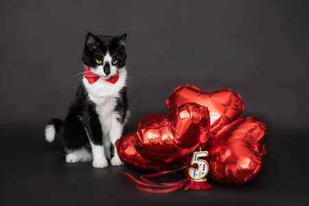 black and white cat with red bow on neck sitting near red inflatable layers on black background .Place for textの写真素材