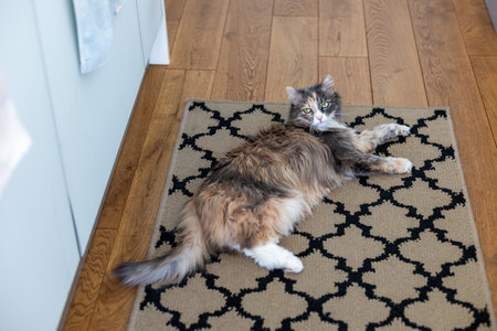 the cat lies on the carpet on the wooden floor in the apartment.の写真素材