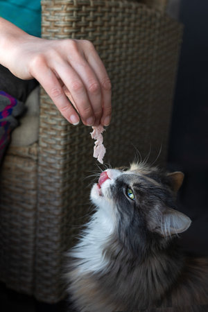 a cat with an outstretched tongue looks at a woman's hand holding meatの写真素材