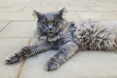A Maine Coon cat is lying on a street tileの写真素材