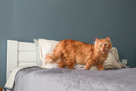 A red cat moves on the bed in the bedroomの写真素材