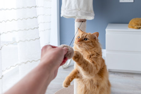 a person plays with a toy with a catの写真素材
