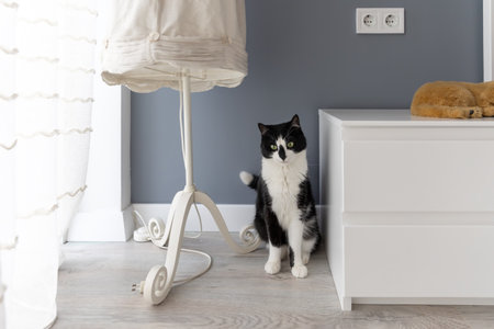 A black and white cat sits near a bedside table and a floor lamp in the roomの写真素材