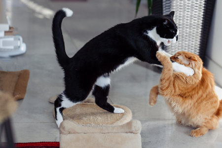Two cats are playing and fighting in the apartment.の写真素材