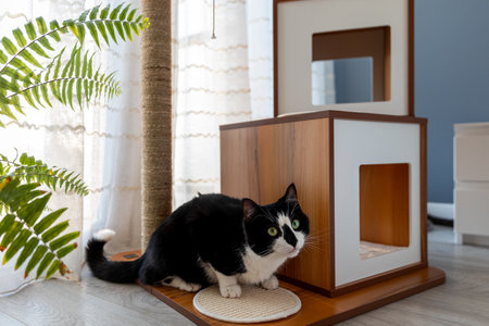 Black and white cat sitting near cat furniture in bedroom.の写真素材