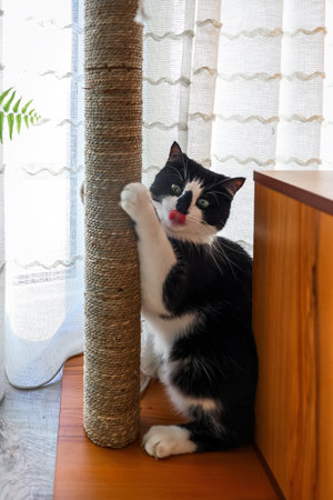 A black and white cat sharpens its claws on a scratching post in an apartment near a windowの写真素材