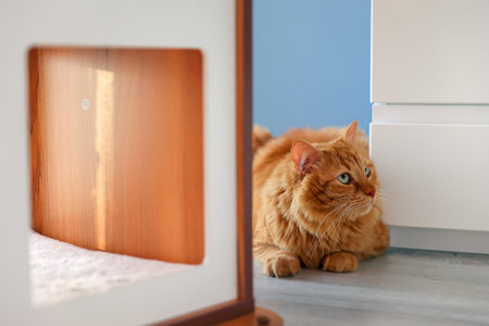 A fluffy ginger cat sits and looks up near the cat furniture in the room.の写真素材