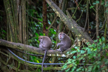 Monkeys are sitting on a tree branch.の写真素材
