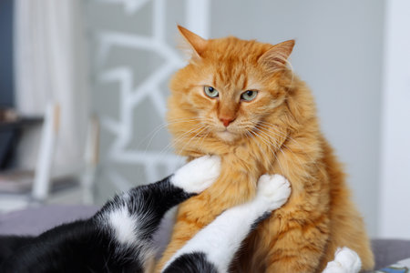 A black and white cat put its paws on a red cat. Cat gameの写真素材