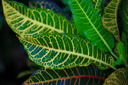 Croton leaves close up. Plant background.の写真素材