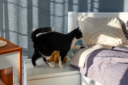A black and white cat walks on the bed in the bedroomの写真素材