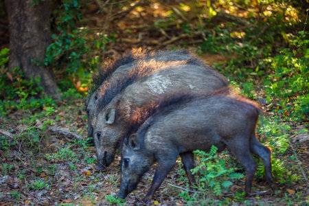 Three boars are walking through the forest. Safari in Sri Lankaの写真素材