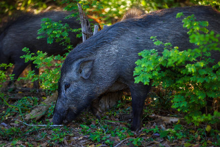 A boar is eating grass near a bush. Safari in Sri Lankaの写真素材