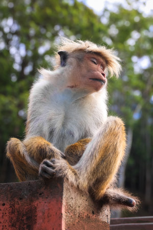 Portrait of a cute monkey sitting on a fenceの写真素材