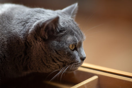 Big British gray cat in profileの写真素材