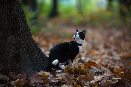 Black and white cat in autumn park