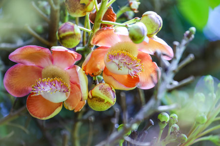 Flowers evergreen deciduous tree Couroupita guianensis