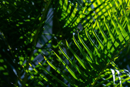 Palm branch. Fragment of lush green palm leaves, tropical texture, details. Close-up
