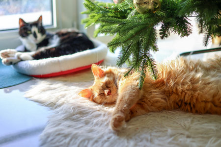 Cats resting near the Christmas tree in the apartment by the window.