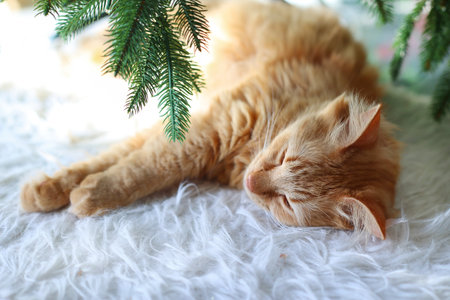 Ginger cat sleeping on a white fur rug under a Christmas treeの写真素材